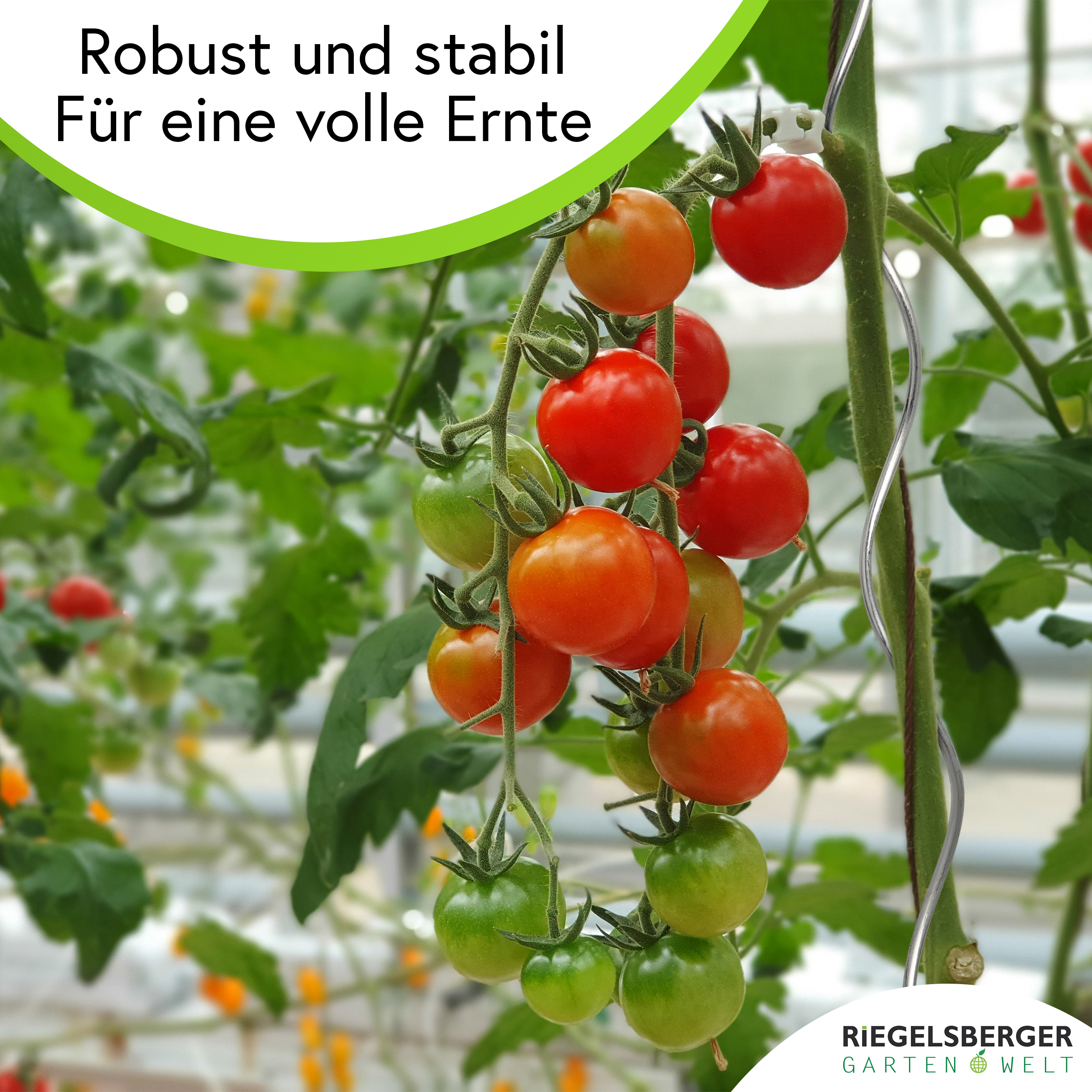 6I4TAlrwajr8mi Tomatenspiralen aus Stahl Ø 5,6 mm Tomatenspiralstäbe Ranke Pflanzstab