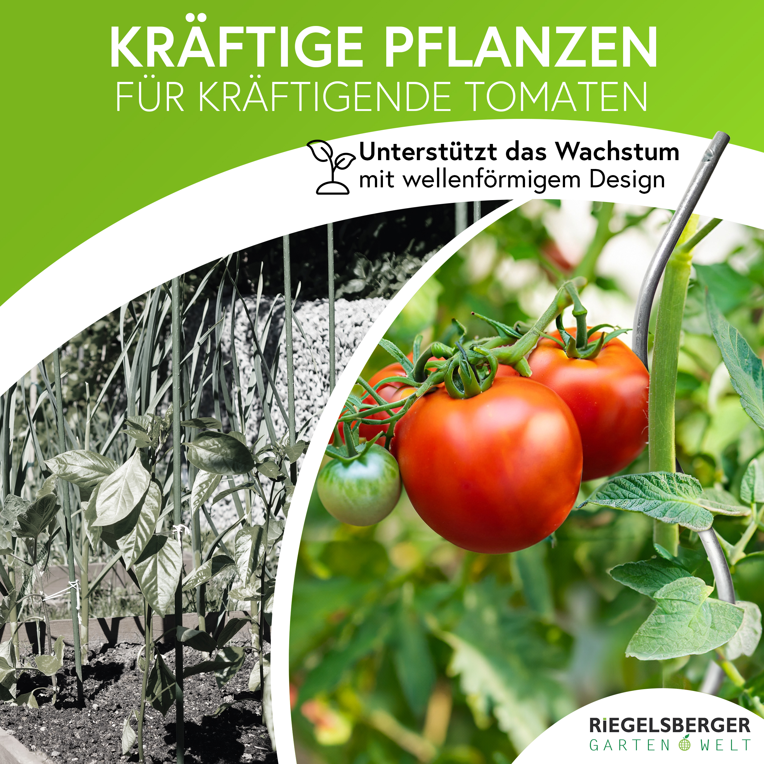 2IA1iTyXjbgDYh Tomatenspiralen aus Stahl Ø 5,6 mm Tomatenspiralstäbe Ranke Pflanzstab