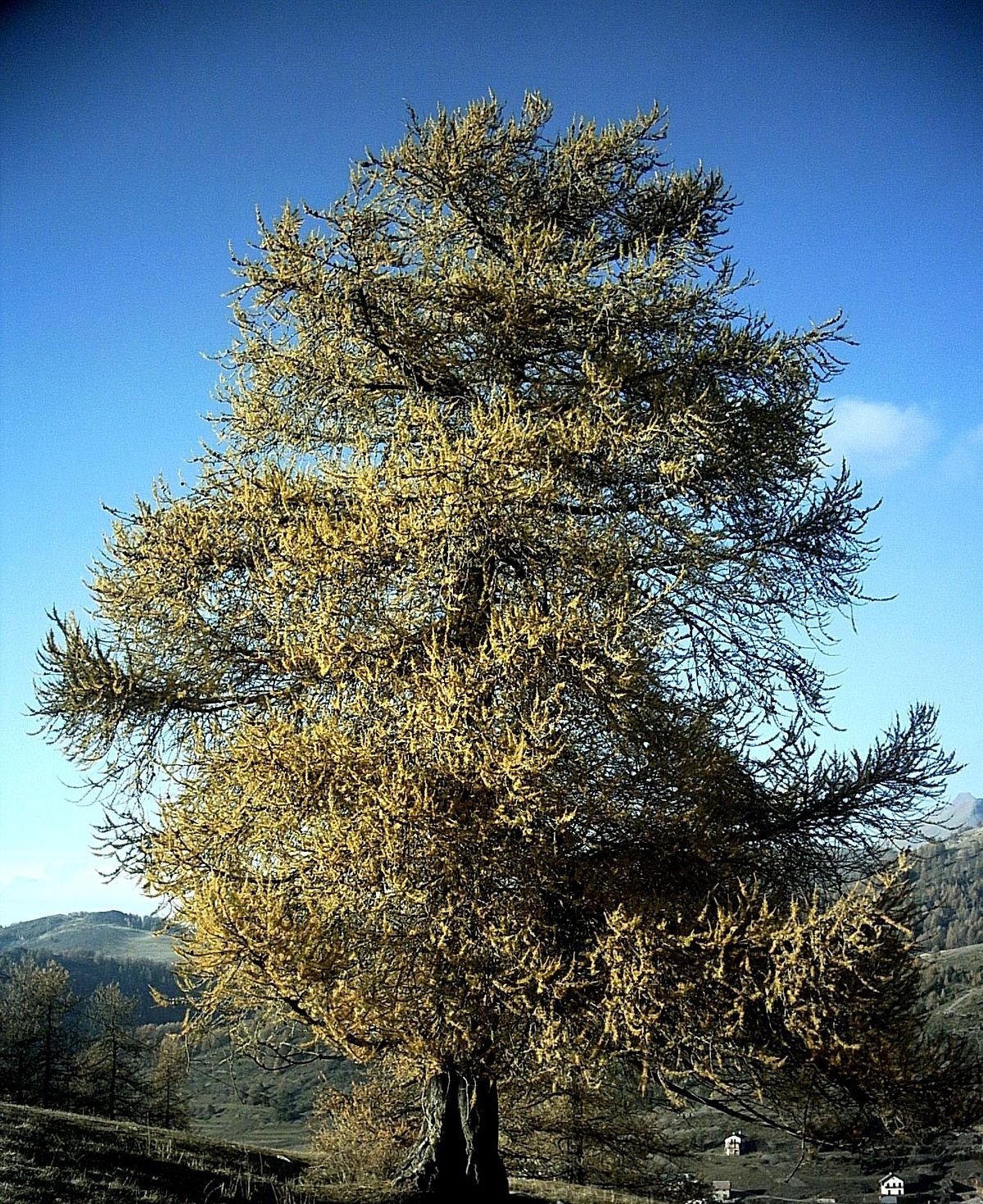 A-joda_konstruktionsholz_schnittholz_laerche_detail_unbehandelt_kunde_12HeCYRw8gXh2u Anbaumodul Kletterwand mit Schaukelbalken 270 cm Höhe 245 cm Lärche natur