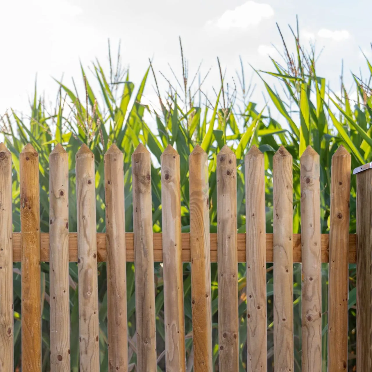 Zaunlatte Kiefer imprägniert Typ C 27x60 mm 60 cm