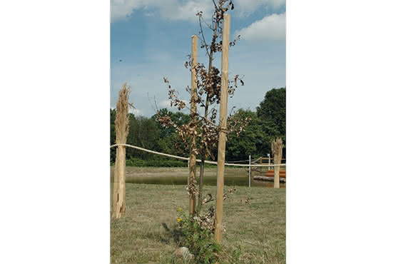 baumpfahl_fichte_tanne_kdi_artikelbild Pfahl Ø 4,6 cm Höhe 150 cm Holzpfahl Kiefer imprägniert Pflanzstab Gartenpfahl Rankhilfe Baumpfahl