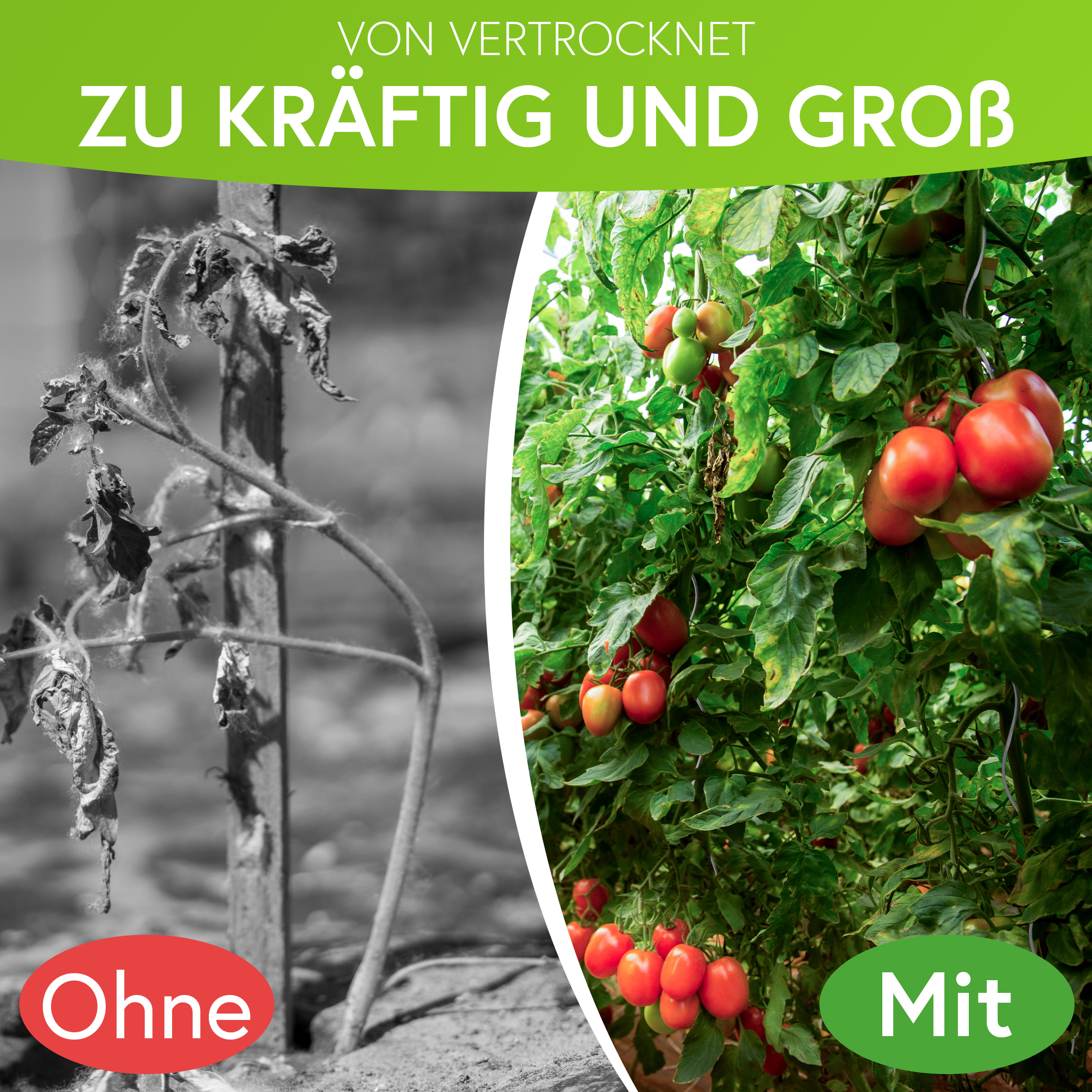 3-2N4RK3VK3KiRT2 Tomatenspiralen aus Stahl Ø 5,6 mm Tomatenspiralstäbe Ranke Pflanzstab