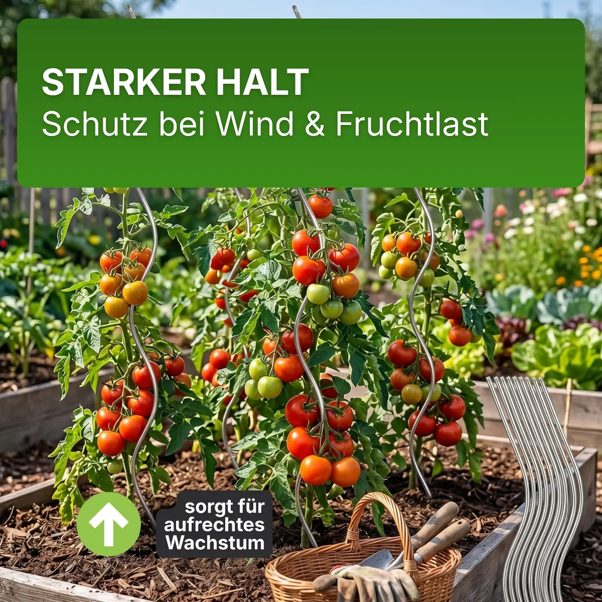 Tomatenspiralen aus Stahl Ø 5,6 mm Tomatenspiralstäbe Ranke Pflanzstab