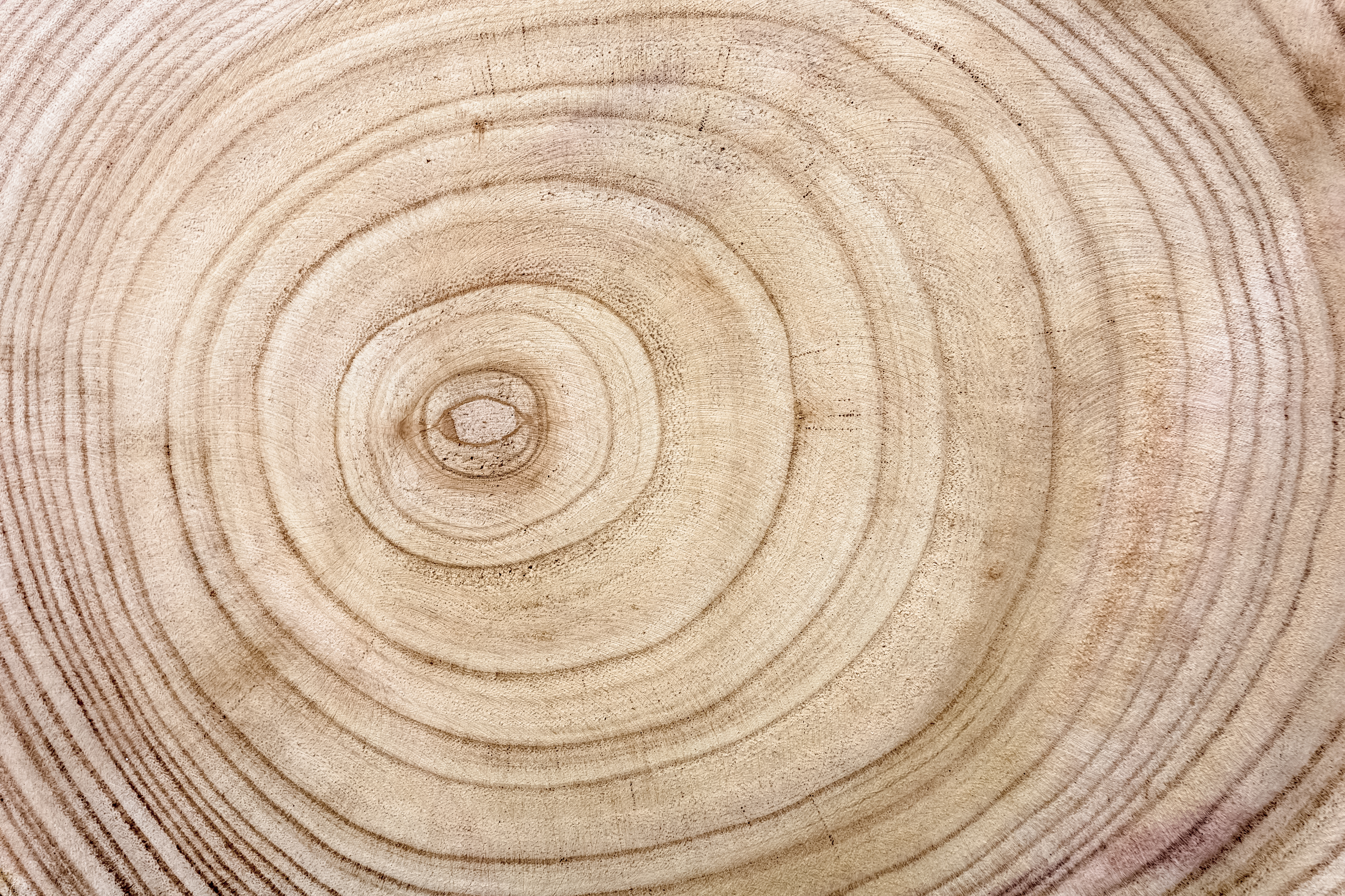 AdobeStock_557916037 Holz Markröhre